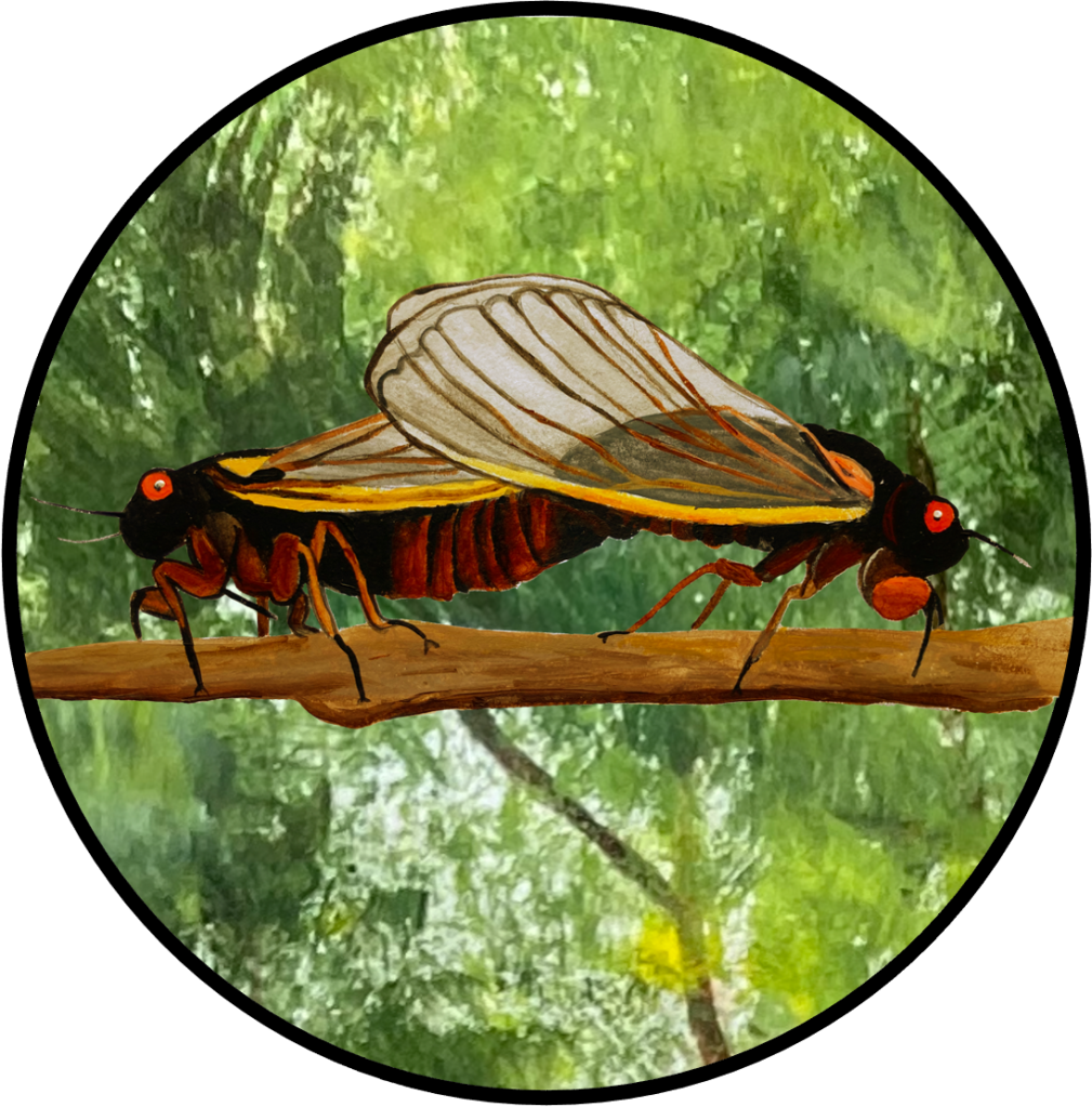 painting periodical cicadas mating