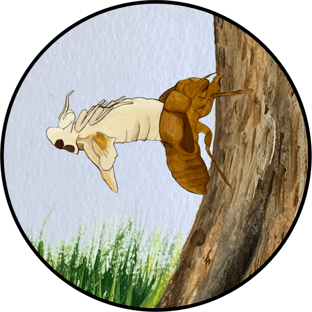Periodical cicada eclosing. Emerging from shell. 