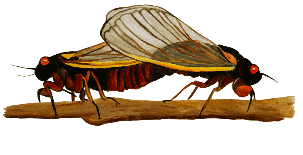 periodical cicadas mating. transparent