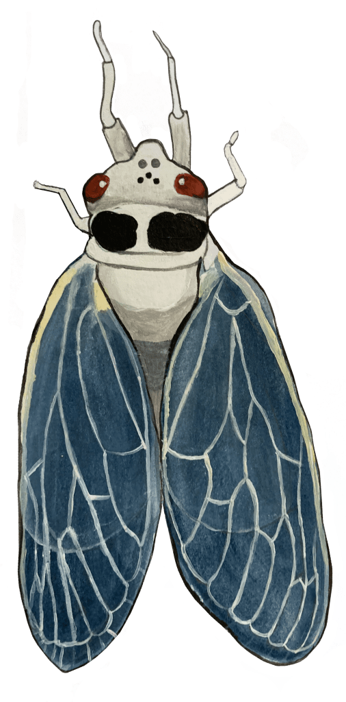 Recently emerged adult periodical cicada. Teneral 