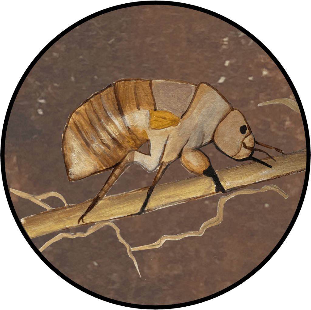 periodical cicada nymph sucking sap from a root