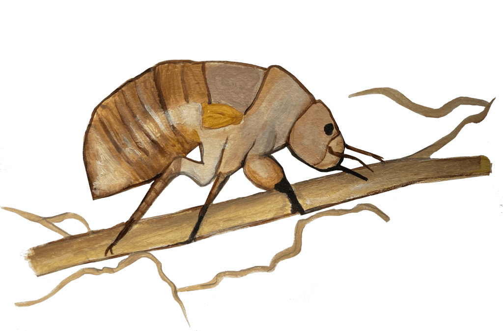 Periodical cicada nymph feeding on root. Painting, transparent background