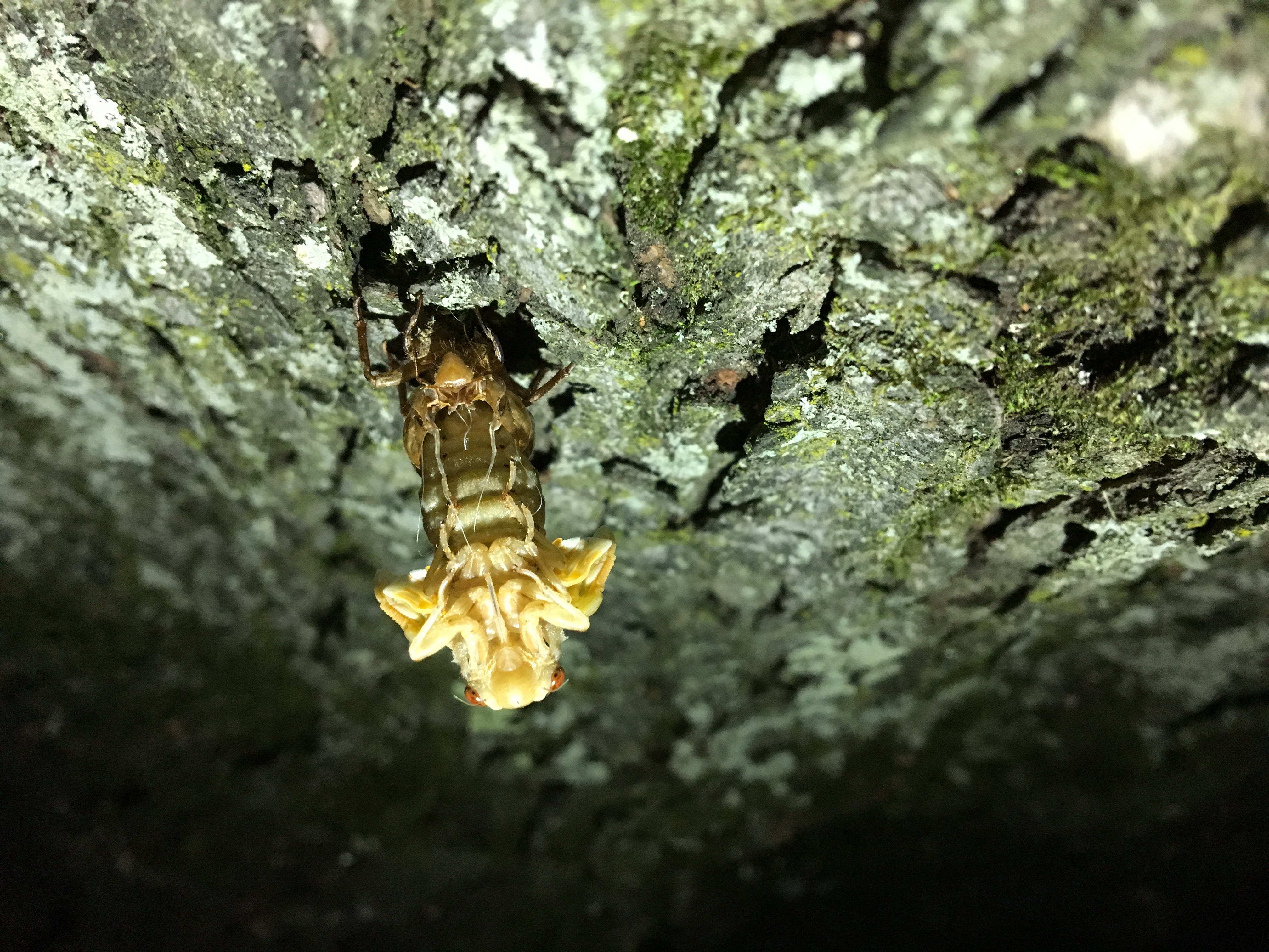 Cicada Photography – Periodical Cicadas